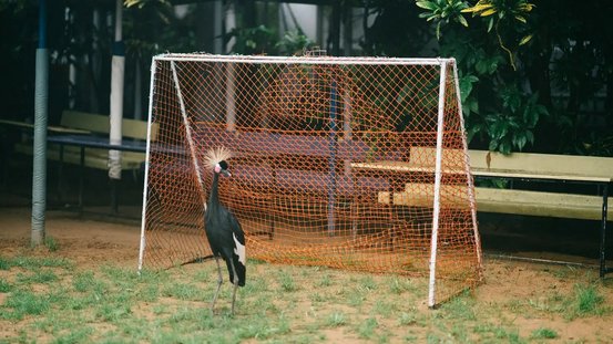 Eine Gartenszene zeigt einen Vogel in einem Fußballtor stehend.